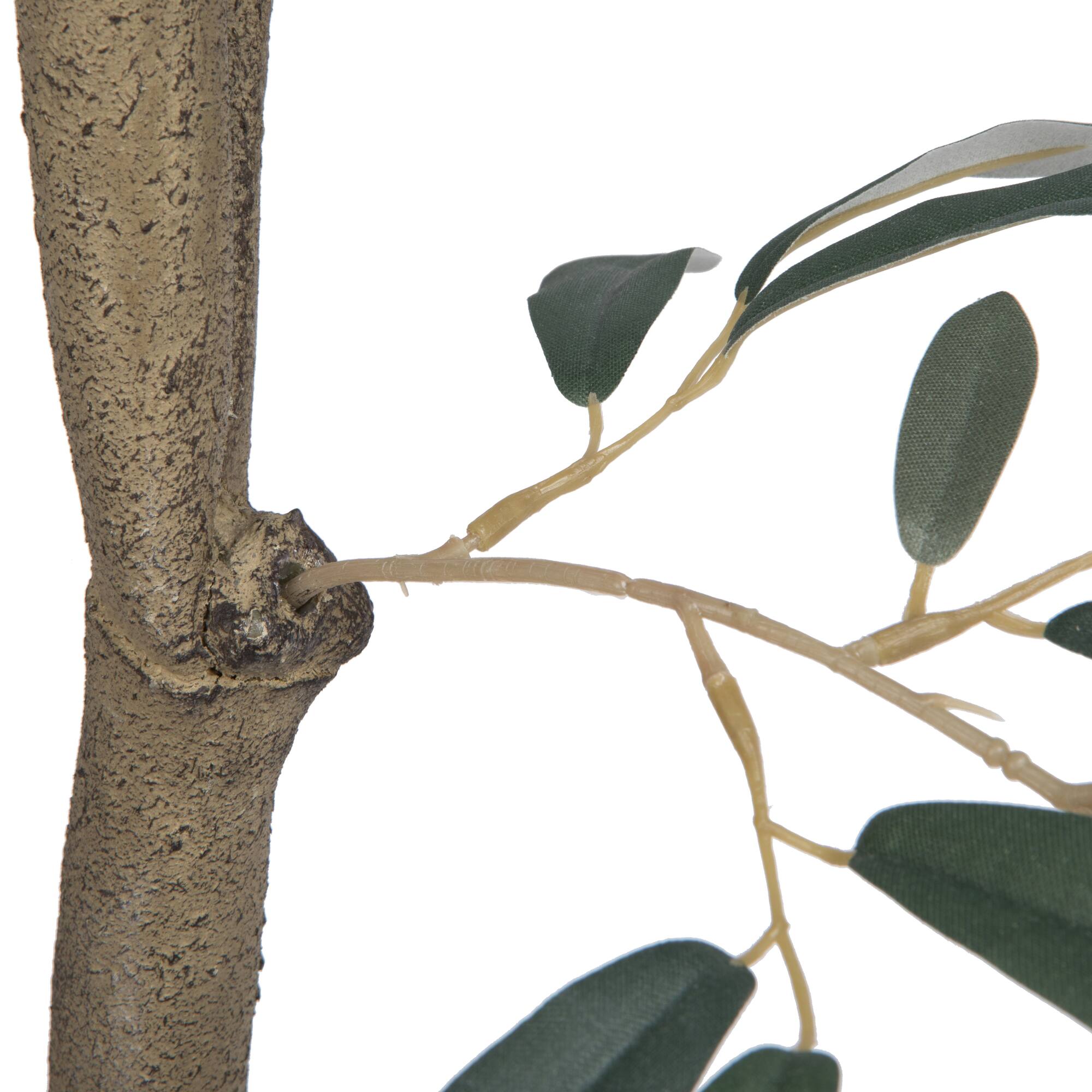 6ft. Potted Olive Tree